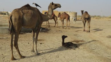 Thar Desert